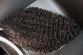 Virgin Burmese Curly